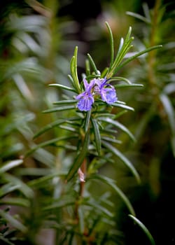 Closeup of a violet Rosemary Flower in Italy during spring. Rosemary is an excellent plant to be used a seasoning for cooking and has also good medicinal properties