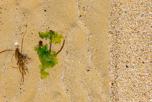 Two sand textures and algs on the beach close to the Adriatic sea in Italy