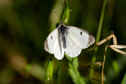 Pieris brassicae, butterfly also called cabbage butterfly, cabbage white, cabbage moth, or in India the large cabbage white