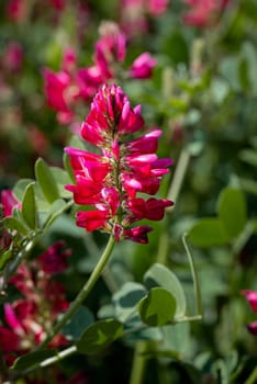 Sulla coronaria, also named French honeysuckle, cock's head, Italian sainfoin, sulla, or soola, growing on the hill of the italian Marche Region