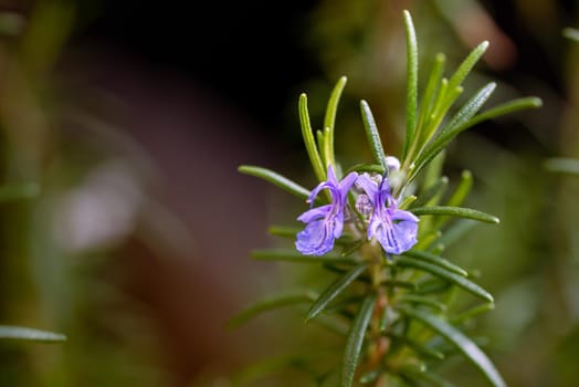 Closeup of a violet Rosemary Flower in Italy during spring. Rosemary is an excellent plant to be used a seasoning for cooking and has also good medicinal properties