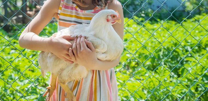 A child on a farm with a chicken. Selective focus.