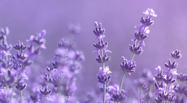 Lavender flower blooming scented fields in endless rows. Selective focus on Bushes of lavender purple aromatic flowers at lavender field. Abstract blur for background.