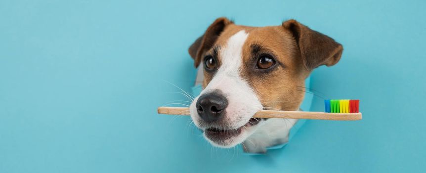 The muzzle of a Jack Russell Terrier sticks out through a hole in a paper blue background and holds an orange toothbrush