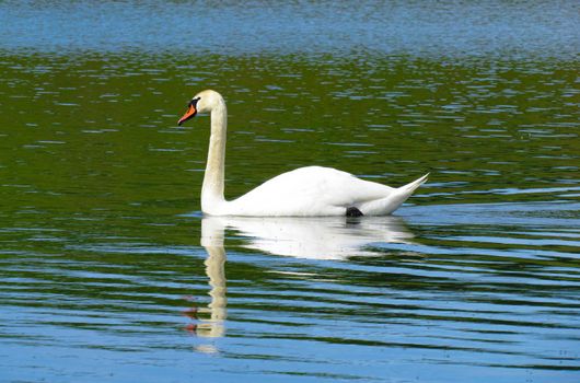 Graceful white Swan swimming in the lake, swans in the wild. Portrait of a white swan swimming on a lake. The mute swan, latin name Cygnus olor.