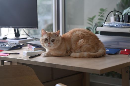Adorable cat sitting on wooden table near computer pc and stationery. Home office desk.