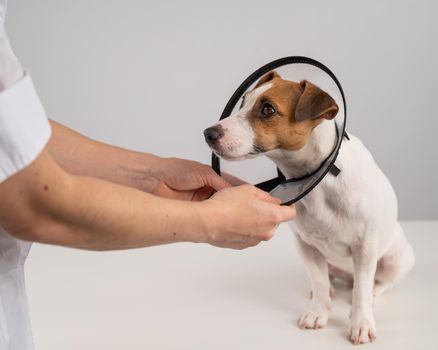 A veterinarian puts a plastic cone collar on a Jack Russell Terrier dog after a surgery