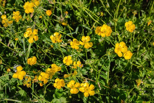 Closeup of yellow buttercups flowers in a green filed under the soft spring sun