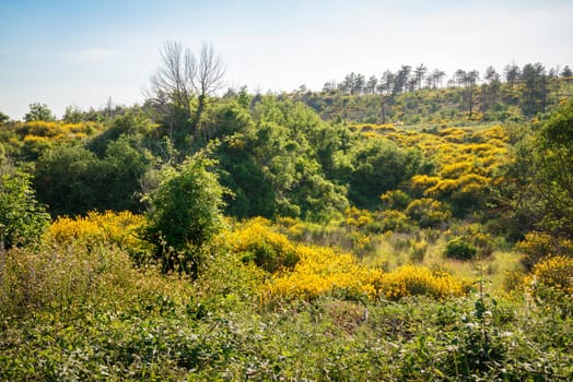 Landscape of cCesane mounts in the region of Pesaro and Urbino, Marche, Italy. Yellow brooms are flowering everywhere. The mount is covered by pine trees