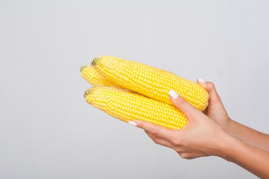 Closeup of woman hands holding corn cobs, fresh raw vegetables, concept of healthy eating and vegetarian diet, low calorie food, ingredients for cooking. indoor studio shot isolated on grey background