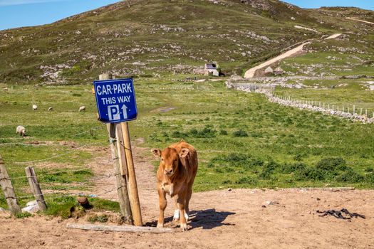 Calf on the new path to Murder Hole beach, officially called Boyeeghether Bay in County Donegal, Ireland.