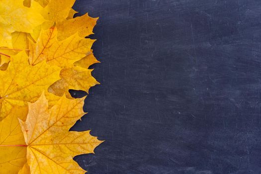 Autumn leaves frame on left side black Chalkboard background top view Fall Border yellow maple Leaves vintage background table Mock up for your design. Display for product or text, Back to school.