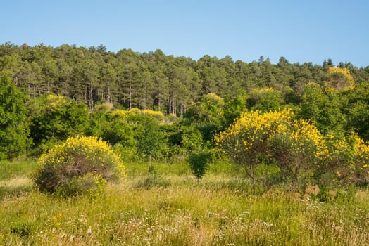 Landscape of cCesane mounts in the region of Pesaro and Urbino, Marche, Italy. Yellow brooms are flowering everywhere. The mount is covered by pine trees