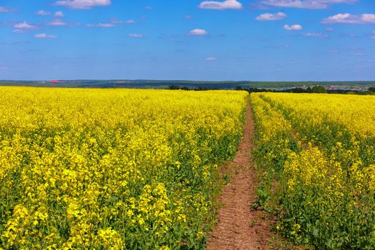 Blooming yellow rapseed canola field with tractor gauge and blue sky with white clouds, focus stacking technique