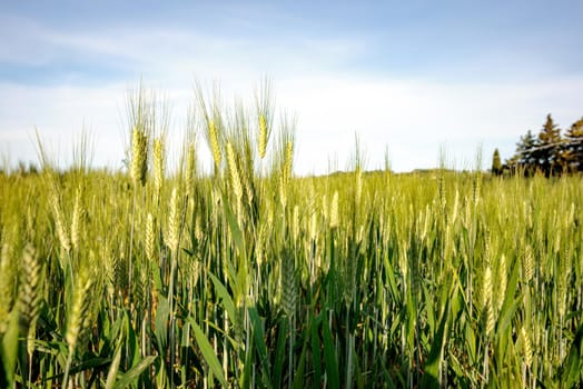 Field of green wheat in Italy, near Pesaro and Urbino, in the region Marche of Italy. Close up of the ears with detail of the grains