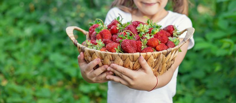 A child with strawberries in the hands. Selective focus. food.