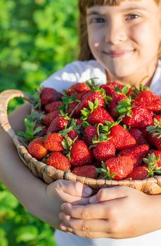 A child with strawberries in the hands. Selective focus. food.