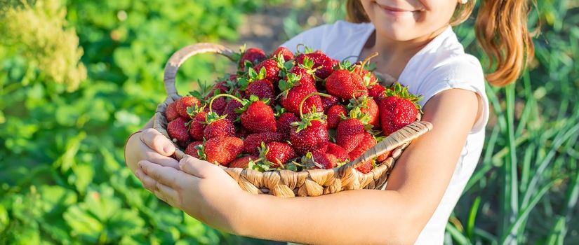 A child with strawberries in the hands. Selective focus. food.