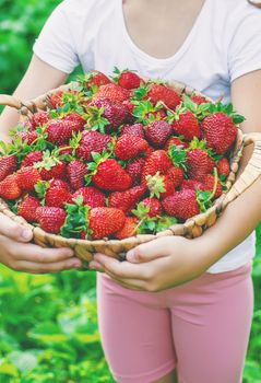 A child with strawberries in the hands. Selective focus. food.