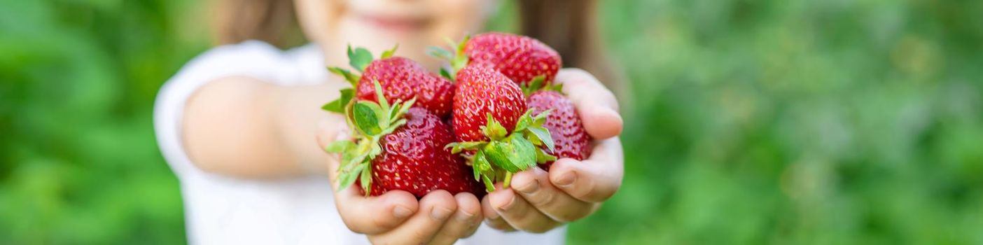 A child with strawberries in the hands. Selective focus. food.