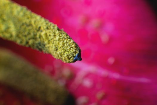 Extreme macro in shallow depth of field pollen wild tulip macro close-up.