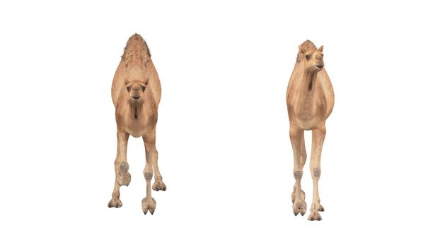 3d render camel walking on white background 4k