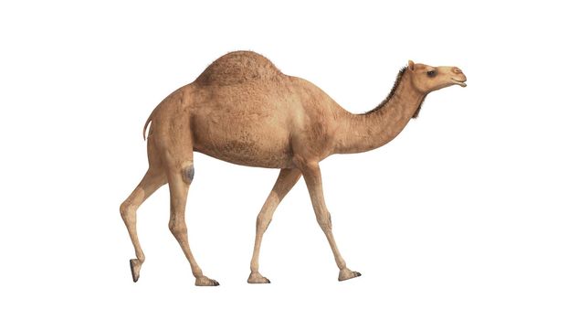 3d render camel walking on white background 4k
