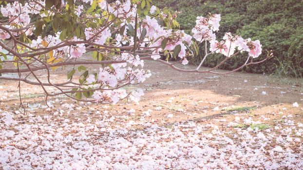 The withered fallen petal of a pink flower lying on the  ground  and cover the surface of water · Pink fallen cherry blossom petals . Beautiful Romantic background .Spring time
