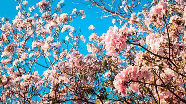 close up beautiful landscape of spring with pink flower .Blooming tree twigs .pink  flowers blooming on tree in springtime .Beautiful cherry blossom sakura in spring time over blue sky.