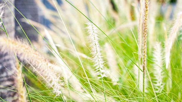 Selective focus Beautiful wild grass flower blooming at summer green field. Close up of green wild grass