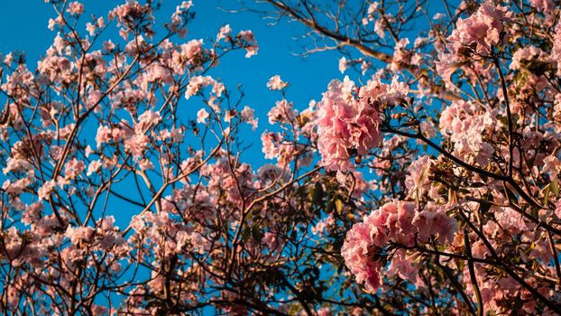 close up beautiful landscape of spring with pink flower .Blooming tree twigs .pink  flowers blooming on tree in springtime .Beautiful cherry blossom sakura in spring time over blue sky.