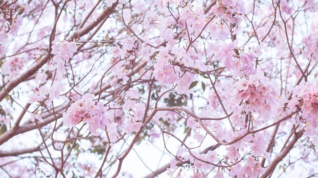 Beautiful pink flower look likes Sakura Flower or Cherry Blossom With Beautiful Nature Background . Spring flower tree blossom. The romantic of pink flower trees for valentine or wedding background