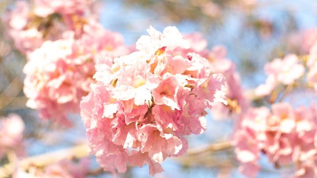 close-up beautiful pink bloosom flower . wedding  or valentine background. love concept .Soft blur focus. In sepia vintage pastel toned