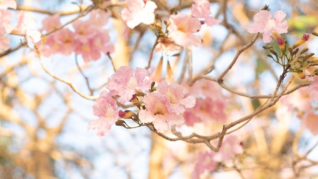 Beautiful pink flower look likes Sakura Flower or Cherry Blossom With Beautiful Nature Background . Spring flower tree blossom. The romantic of pink flower trees for valentine or wedding background