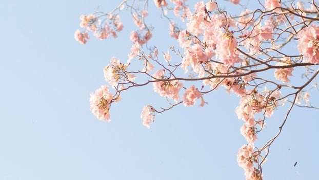 Beautiful pink flower look likes Sakura Flower or Cherry Blossom With Beautiful Nature Background . Spring flower tree blossom. The romantic of pink flower trees for valentine or wedding background