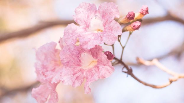 close-up beautiful pink bloosom flower . wedding  or valentine background. love concept .Soft blur focus. In sepia vintage pastel toned