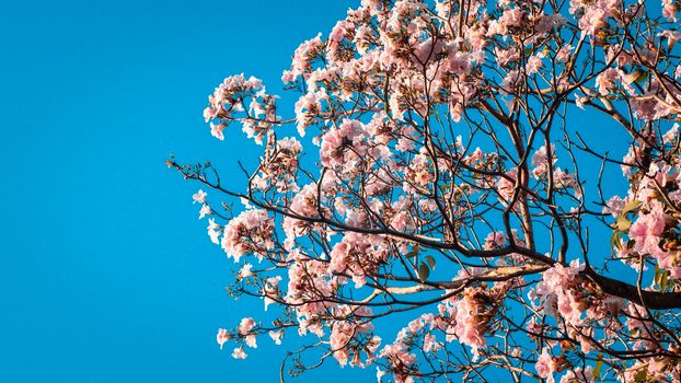 close up beautiful landscape of spring with pink flower .Blooming tree twigs .pink  flowers blooming on tree in springtime .Beautiful cherry blossom sakura in spring time over blue sky.