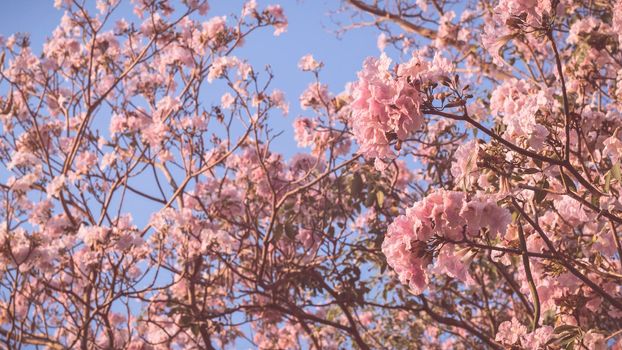 Beautiful pink flower look likes Sakura Flower or Cherry Blossom With Beautiful Nature Background . Spring flower tree blossom. The romantic of pink flower trees for valentine or wedding background