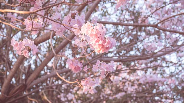 Beautiful pink flower look likes Sakura Flower or Cherry Blossom With Beautiful Nature Background . Spring flower tree blossom. The romantic of pink flower trees for valentine or wedding background