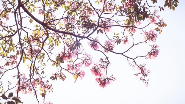 Beautiful pink flower look likes Sakura Flower or Cherry Blossom With Beautiful Nature Background . Spring flower tree blossom. The romantic of pink flower trees for valentine or wedding background