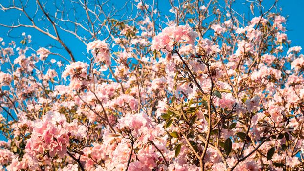 close up beautiful landscape of spring with pink flower .Blooming tree twigs .pink  flowers blooming on tree in springtime .Beautiful cherry blossom sakura in spring time over blue sky.