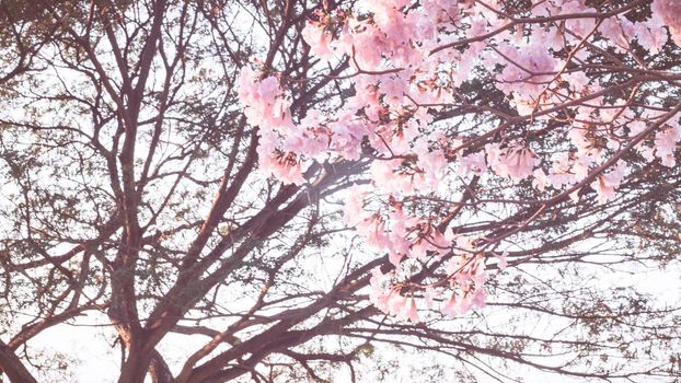 Beautiful pink flower look likes Sakura Flower or Cherry Blossom with Beautiful Nature Background. Spring flower tree blossom. The romantic of pink flower trees for valentine or wedding background