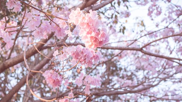 Beautiful pink flower look likes Sakura Flower or Cherry Blossom With Beautiful Nature Background . Spring flower tree blossom. The romantic of pink flower trees for valentine or wedding background