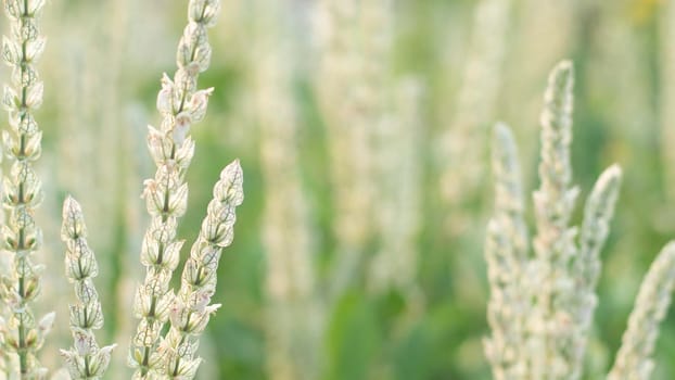 Wind blow wild grass, selective focus. Row wild grass growing in a field. Spring or summer floral on green blurred nature background