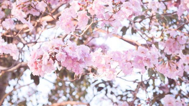 Beautiful pink flower look likes Sakura Flower or Cherry Blossom with Beautiful Nature Background. Spring flower tree blossom. The romantic of pink flower trees for valentine or wedding background