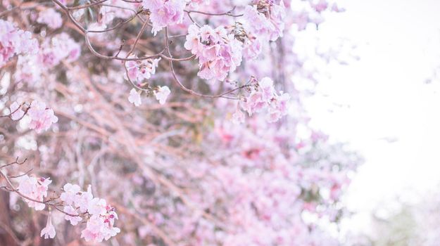 Beautiful pink flower look likes Sakura Flower or Cherry Blossom With Beautiful Nature Background . Spring flower tree blossom. The romantic of pink flower trees for valentine or wedding background