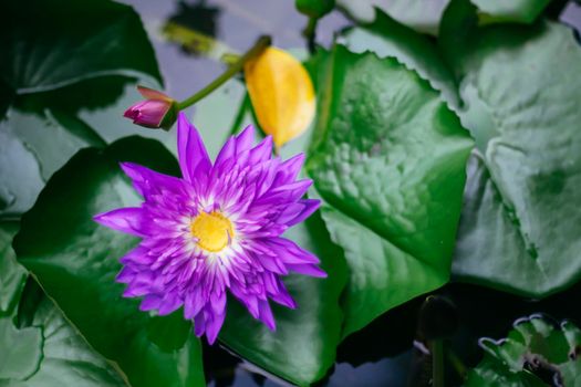 Violet Lotus Flower close up. Purple Flower, Close-up, Petals. Symbolic Meanings of the Lotus in Buddhism.