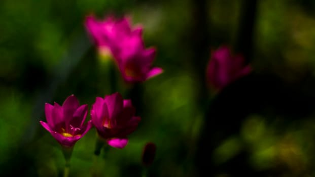Selective focus of pink Zephyranthes Lily .pink rain lily spring flowers on blurred nature Bokeh background.