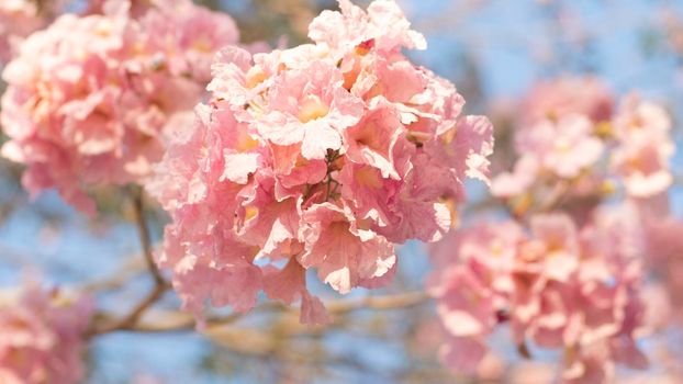 close-up beautiful pink bloosom flower . wedding  or valentine background. love concept .Soft blur focus. In sepia vintage pastel toned