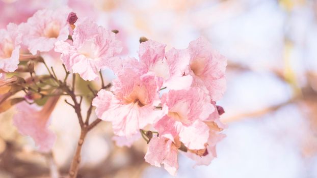 close-up beautiful pink bloosom flower . wedding  or valentine background. love concept .Soft blur focus. In sepia vintage pastel toned